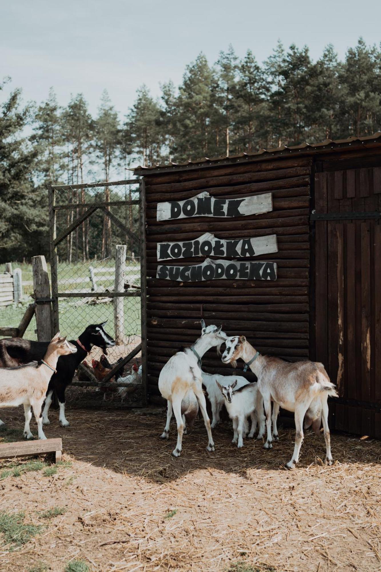 "Koziolek Suchodolek" Villa Brody  Exteriör bild